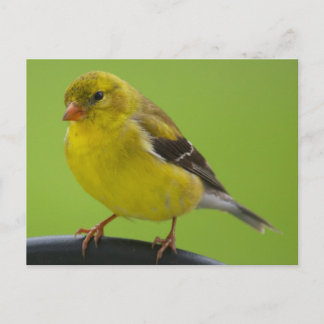 Postal Postcard de Goldfinch