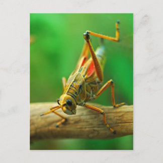 Postal Postcard de Grasshopper