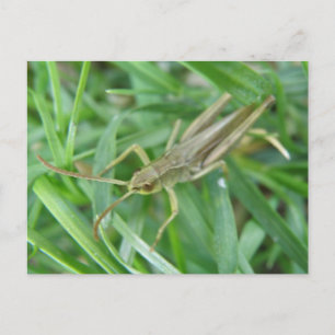 Postal Postcard de Grasshopper