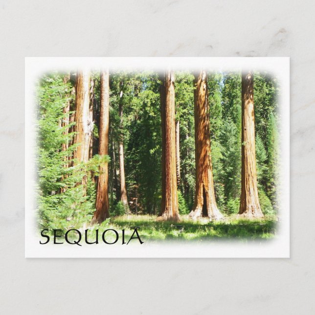 Postal Postcard de Guay Sequoia! (Anverso)