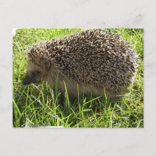 Postal Postcard de Hedgehog