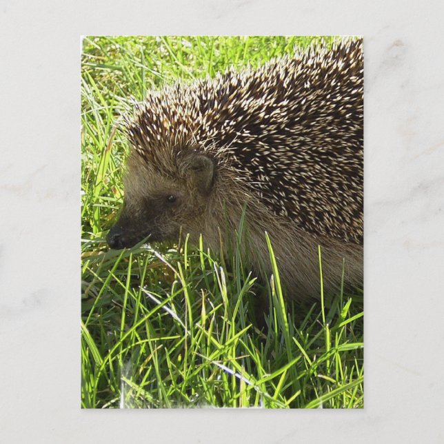 Postal Postcard de Hedgehog (Anverso)