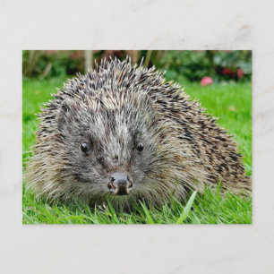 Postal Postcard de Hedgehog