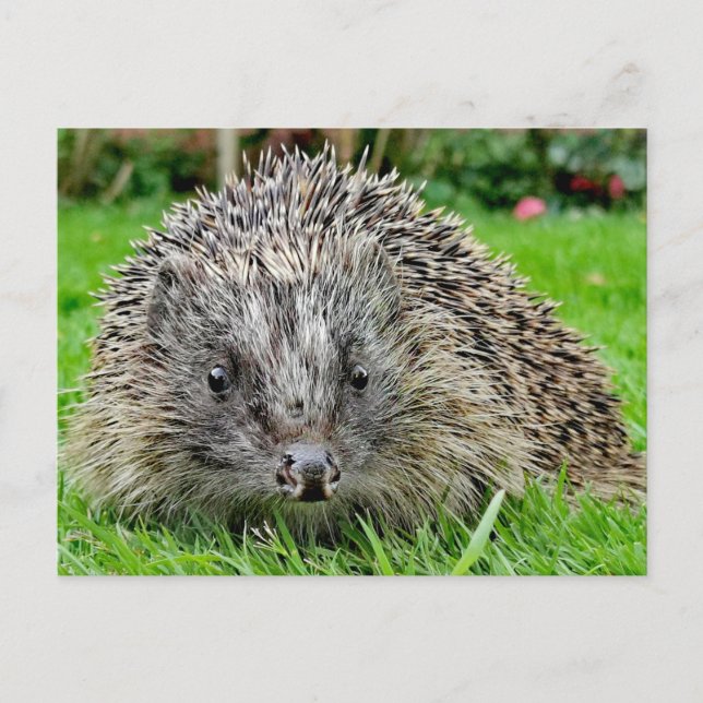 Postal Postcard de Hedgehog (Anverso)