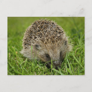 Postal Postcard de Hedgehog