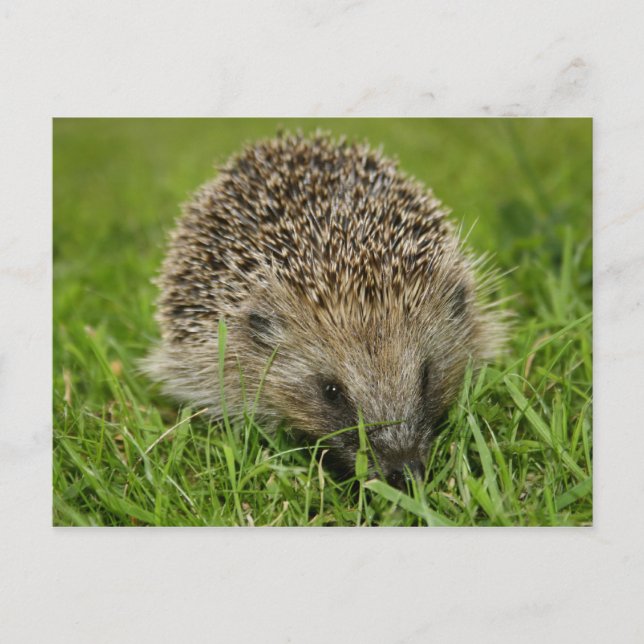 Postal Postcard de Hedgehog (Anverso)