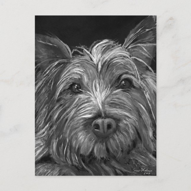 Postal Postcard de Highland Terrier (Anverso)