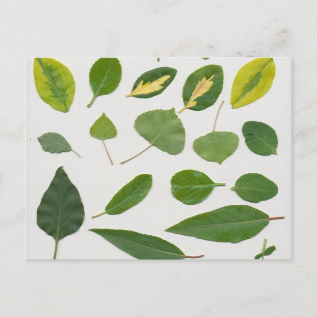 Postal Postcard de hojas (Anverso)