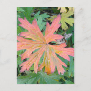 Postal Postcard de hojas de geranio