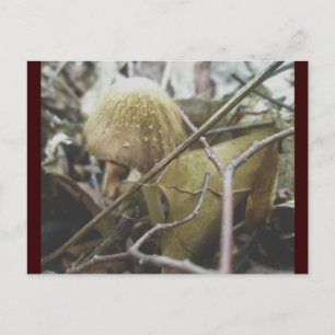 Postal Postcard de Hoodie Mushroom