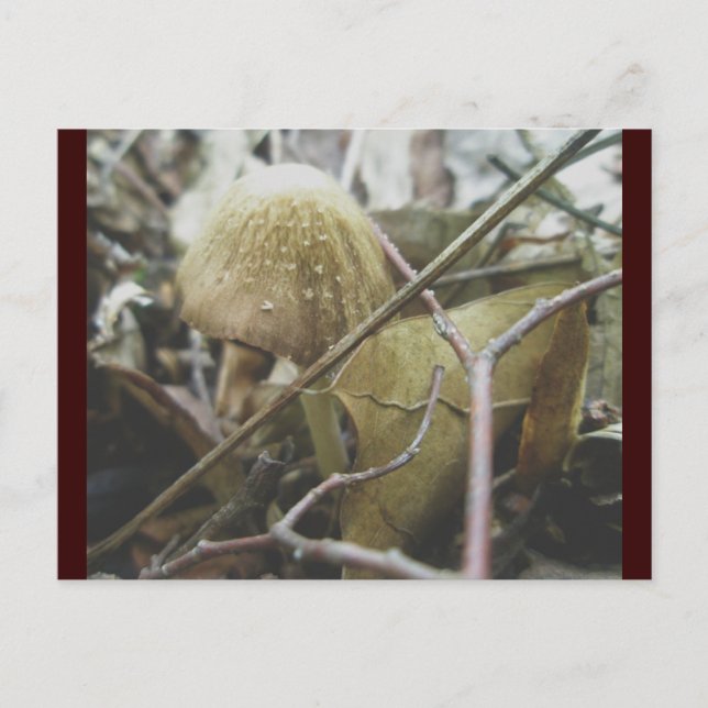 Postal Postcard de Hoodie Mushroom (Anverso)