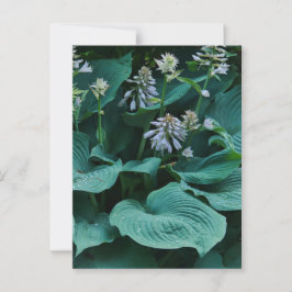 Postal Postcard de Hosta