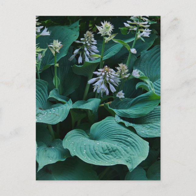 Postal Postcard de Hosta (Anverso)