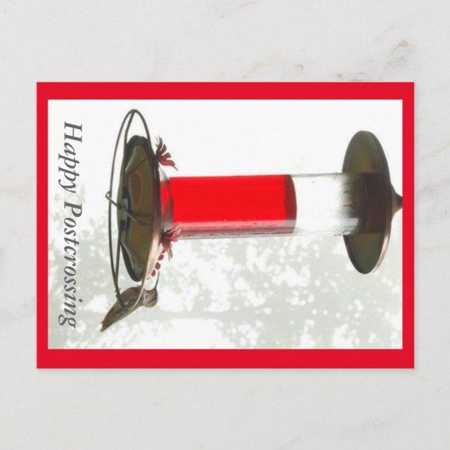 Postal Postcard de Hummingbird (Anverso)