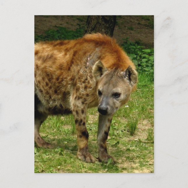 Postal Postcard de Hyena Prowl (Anverso)