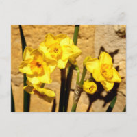 Postcard de Jonquil Flowers