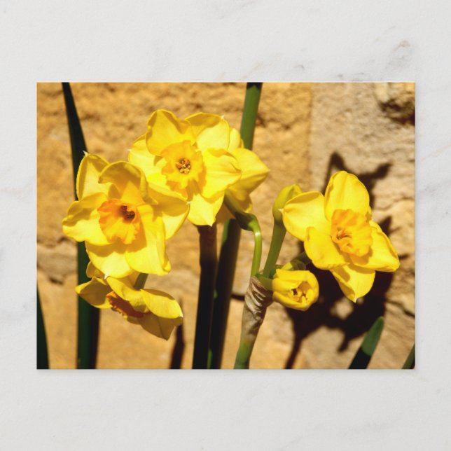 Postal Postcard de Jonquil Flowers (Anverso)