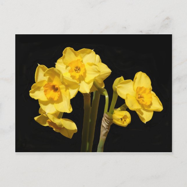 Postal Postcard de Jonquil Flowers (Anverso)