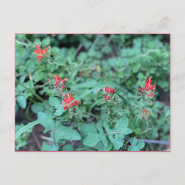 Postal Postcard de julio