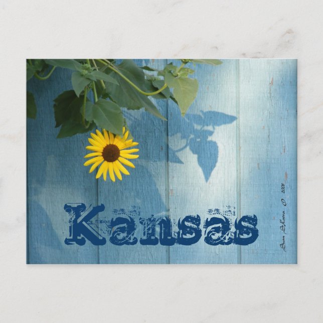 Postal Postcard de Kansas: Azul girasol (Anverso)