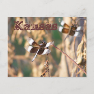 Postal Postcard de Kansas: Dragonflies
