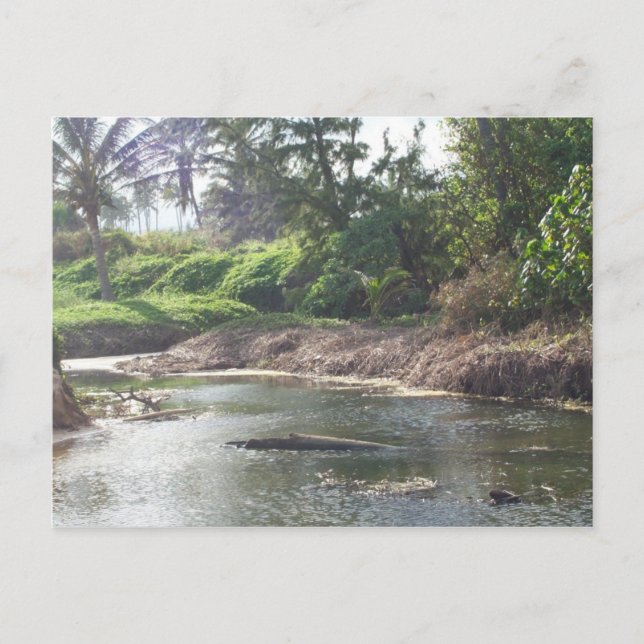 Postal Postcard de Kauai Paradise (Anverso)