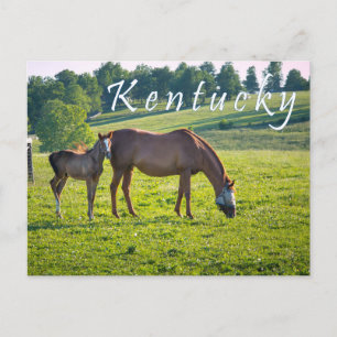 Postal Postcard de Kentucky. Caballos en la granja de cab
