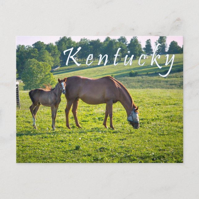 Postal Postcard de Kentucky. Caballos en la granja de cab (Anverso)