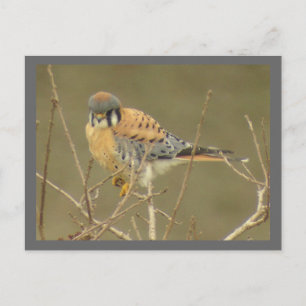Postal Postcard de Kestrel