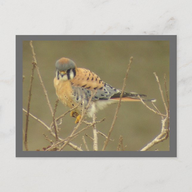 Postal Postcard de Kestrel (Anverso)