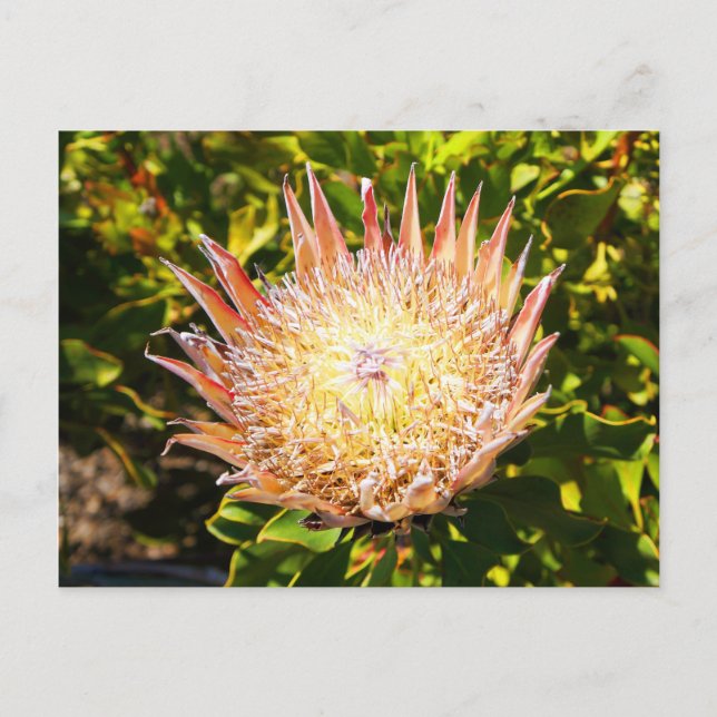 Postal Postcard de King Protea #3 (Anverso)