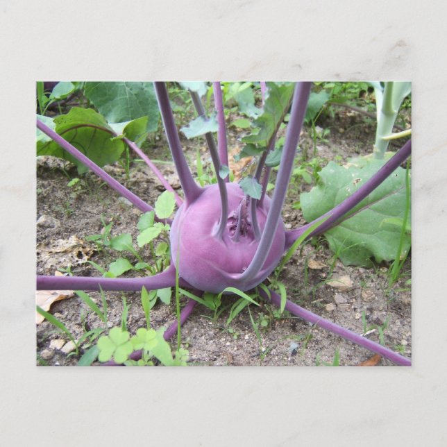 Postal Postcard de Kohlrabi ~ (Anverso)