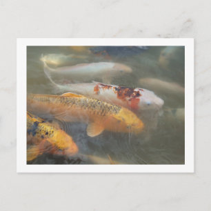 Postal Postcard de Koi