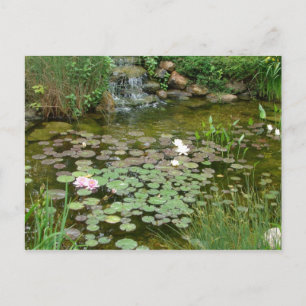 Postal Postcard de Koi Pond