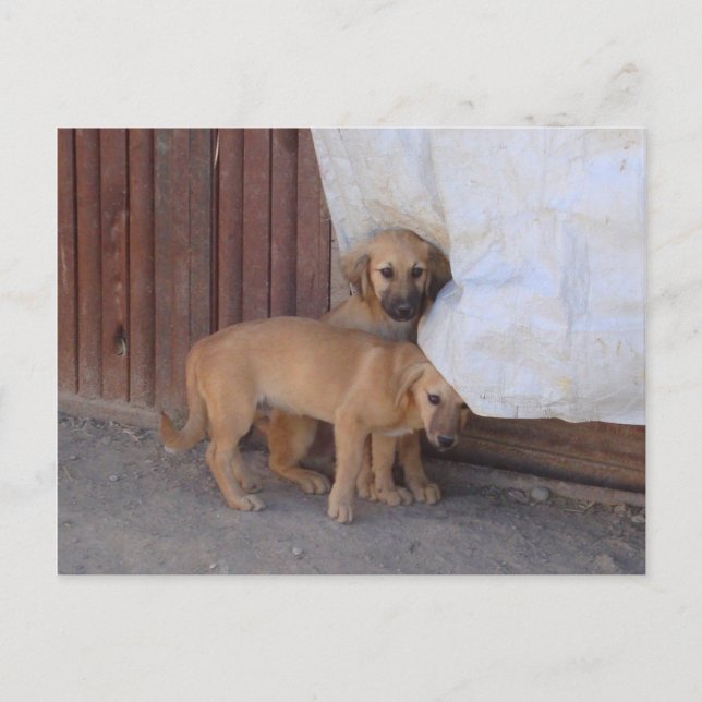 Postal Postcard de Koochee Pups (Anverso)