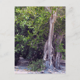 Postal Postcard de la calle Banyan