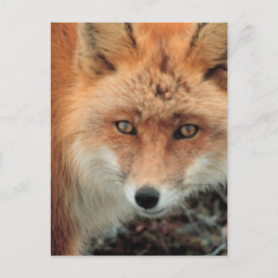 Postal Postcard de la especie Fox