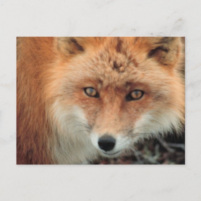Postal Postcard de la especie Fox (Anverso)