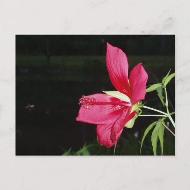 Postal Postcard de la Estrella de Texas Hibiscus (Anverso)