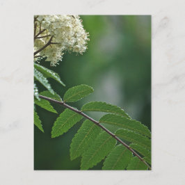 Postal Postcard de la flor de Rowan