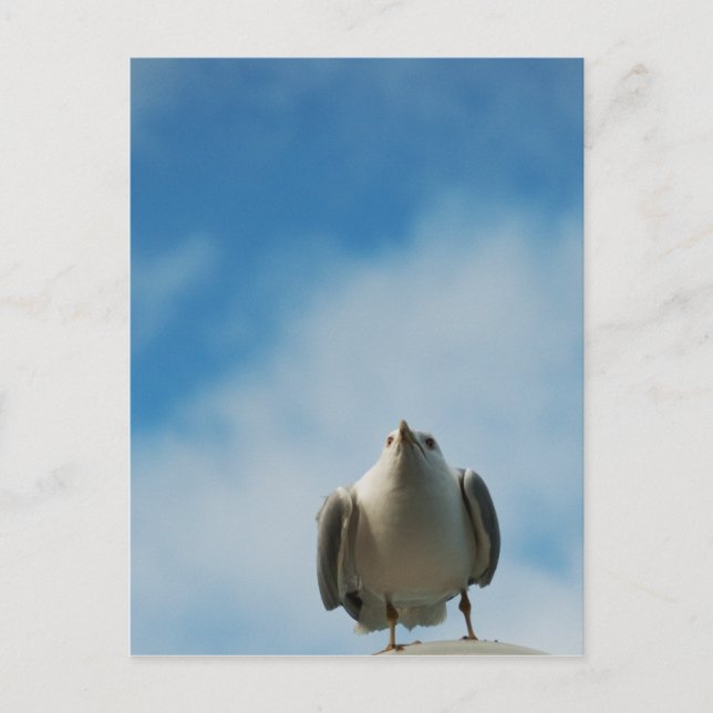 Postal Postcard de la gaviota de arenque (Anverso)