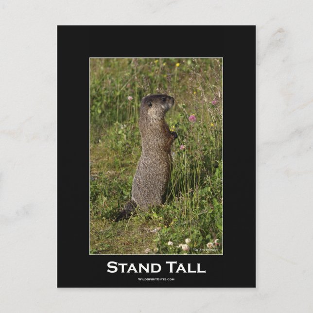 Postal Postcard de la marmota alta (Anverso)