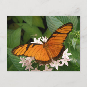 Postal Postcard de la naranja Julia Butterfly