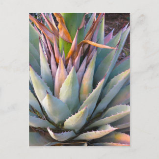 Postal Postcard de la planta de Agave