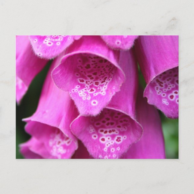 Postal Postcard de la planta Foxglove (Anverso)