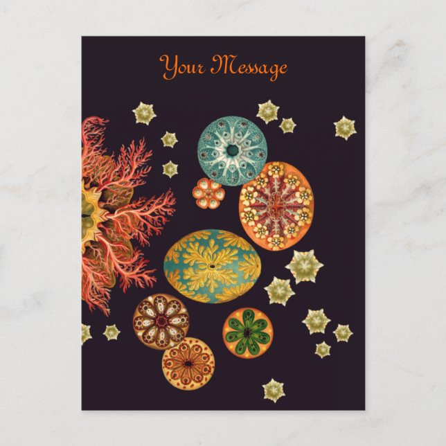 Postal Postcard de la remezcla de ardilla marina (Anverso)