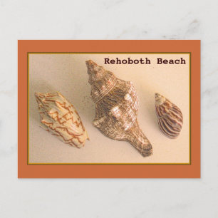Postal Postcard de las conchas de Rehoboth