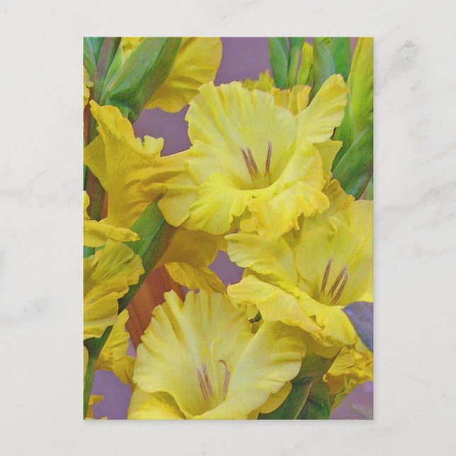 Postal Postcard de las flores de Gladiolus (Anverso)