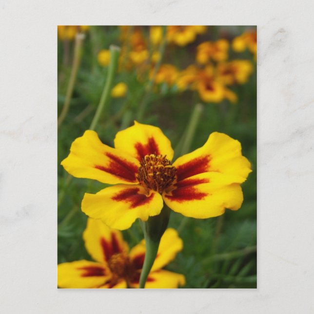 Postal Postcard de las flores de Marigold (Anverso)