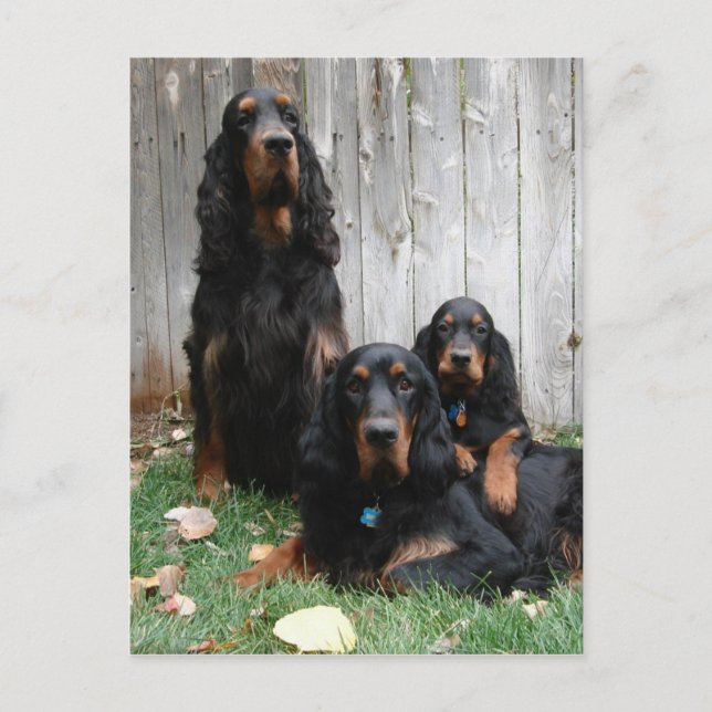 Postal Postcard de las generaciones Gordon Setter (Anverso)